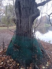 A protective net against beavers on a tree in a Warsaw park, Poland Beaver tree net.jpg