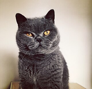 <span class="mw-page-title-main">British Shorthair</span> Breed of cat .