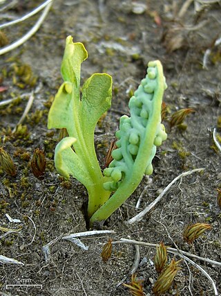 <i>Botrychium simplex</i> North American species of moonwort