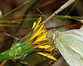 * Nomination Detail of a Small White butterfly (Pieris rapae) collecting nectar from a flower - Alvesgaspar 21:53, 24 November 2007 (UTC) * Promotion Nice colors, well composed, good details. --LucaG 22:11, 25 November 2007 (UTC)