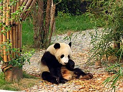 Pandas in Chengdu