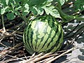 Watermelons