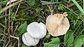 Clitocybe agrestis