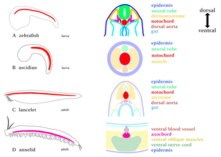 <span class="mw-page-title-main">Notochord</span> Flexible rod-shaped structure in all chordates