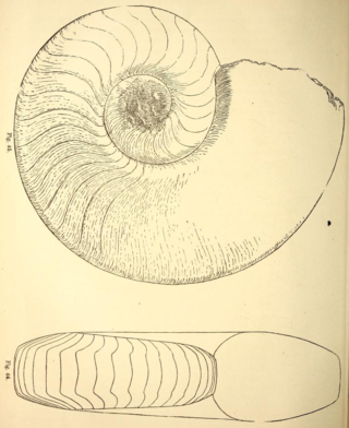 <span class="mw-page-title-main">Trigonoceratoidea</span> Extinct superfamily of nautiloids