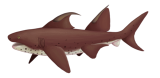 <span class="mw-page-title-main">Ctenacanthiformes</span> Extinct order of cartilaginous fishes