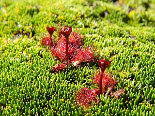 <i>Drosera uniflora</i> Species of carnivorous plant