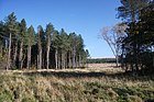 Edge of Thetford Forest - geograph.org.uk - 1025834.jpg