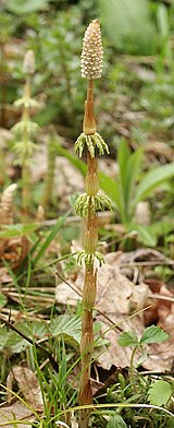 Miškinis asiūklis (Equisetum sylvaticum)