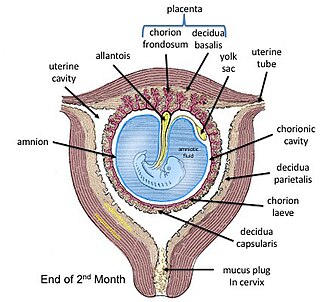 <span class="mw-page-title-main">Fetal membranes</span> Amnion and chorion which surround and protect a developing fetus