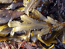 (Fucus sp.)