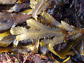 <i>Fucus serratus</i> Species of Phaeophyceae