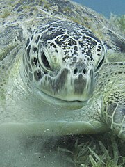 Green sea turtle near Marsa Alam, Egypt