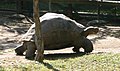 Galápagos tortoise (Geochelone nigra, cat)