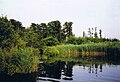 Uferpflanzen in einer Bucht der Havel in der Nähe des Dorfes Roskow