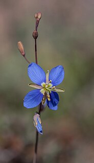 <i>Heliophila</i> Genus of flowering plants