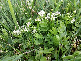 <i>Helosciadium repens</i> Species of flowering plants