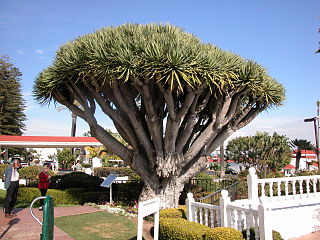 Dragon Tree of the Hotel del Coronado