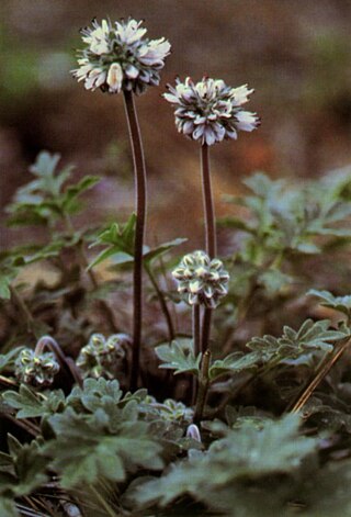 <span class="mw-page-title-main">Hydrophylloideae</span> Subfamily of plants