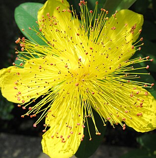 <i>Hypericum japonicum</i> Species of flowering plant in the St Johns wort family Hypericaceae