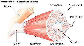 <span class="mw-page-title-main">Endomysium</span> Connective tissue ensheathing individual muscle fibres