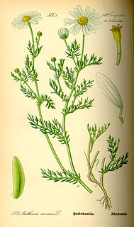 <i>Anthemis</i> Genus of flowering plants