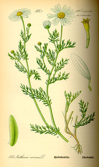 <i>Anthemis</i> Genus of flowering plants