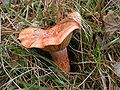 ectomycorhizal fungus/Ektomykorrhiza Edelreizker (Lactarius deliciosus)