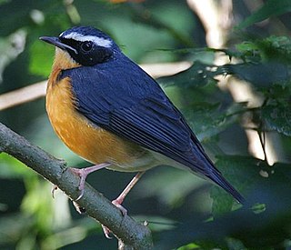 <i>Larvivora</i> Genus of birds