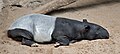 Category:Tapirus indicus