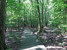 A boardwark through flat green woods.