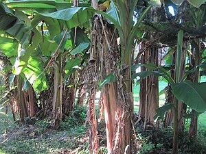 Japoniar bananondoa (Musa × paradisiaca)