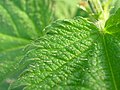 Urtica dioica, stinging hairs