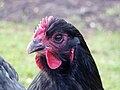 Primo piano della testa di una gallina Orpington Nera.