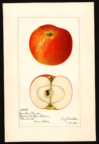 <span class="mw-page-title-main">Newton Wonder</span> Apple cultivar