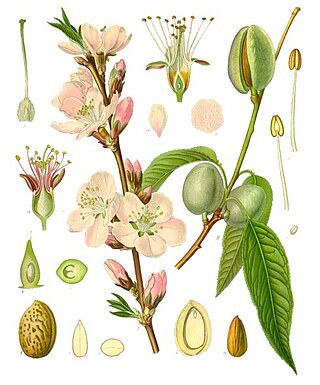 <span class="mw-page-title-main">Almond</span> Species of nut