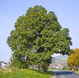 Bekotis ąžuolas (Quercus petraea)