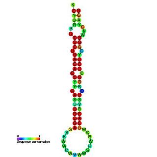 lin-4 microRNA precursor