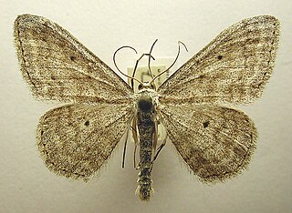 <i>Scopula incanata</i> Species of geometer moth in subfamily Sterrhinae