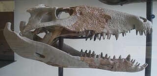 <span class="mw-page-title-main">Metasuchia</span> Clade of reptiles