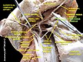 Hyoglossus muscle