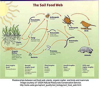 <span class="mw-page-title-main">Soil food web</span> Complex living system in the soil