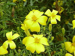 Tagetes tenuifolia