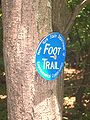 An official NYSDEC marker in Catskill Park. Note protruding nail to allow for tree growth