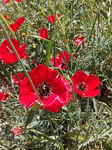 Papaver sp.