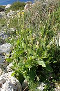 Urospermum picroides (untere Blätter; auch als Salat, Knospen wie „Deutsche Kapern“)