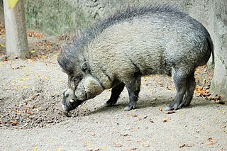 <span class="mw-page-title-main">Visayan warty pig</span> Species of mammal