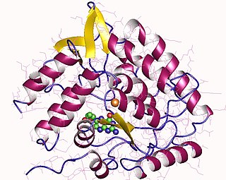 <span class="mw-page-title-main">Tryptophan hydroxylase</span> Class of enzymes