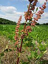 20130711Rumex crispus3.jpg