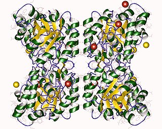 <span class="mw-page-title-main">Dihydrodipicolinate synthase</span> Class of enzymes